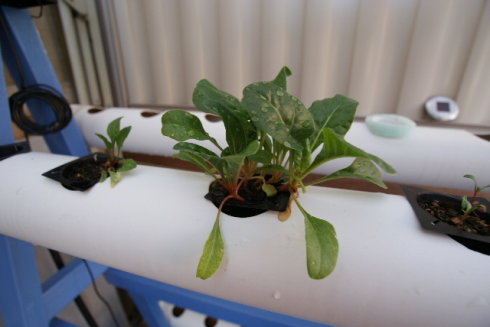 以色列室内无土栽培蔬菜方法,家庭小型无土栽培蔬菜技术