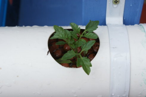 以色列室内无土栽培蔬菜方法,家庭小型无土栽培蔬菜技术