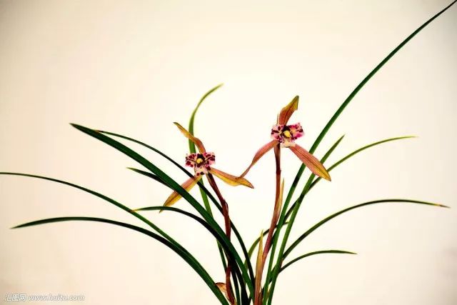 咏兰诗词十首,咏兰五绝诗词