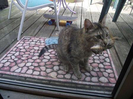 家里有老鼠怎么办怎样彻底赶走它,家里有老鼠怎么办土方法