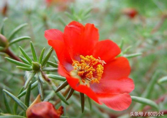 常见花的花语大全简单常见,常见花语大全50种花的花语