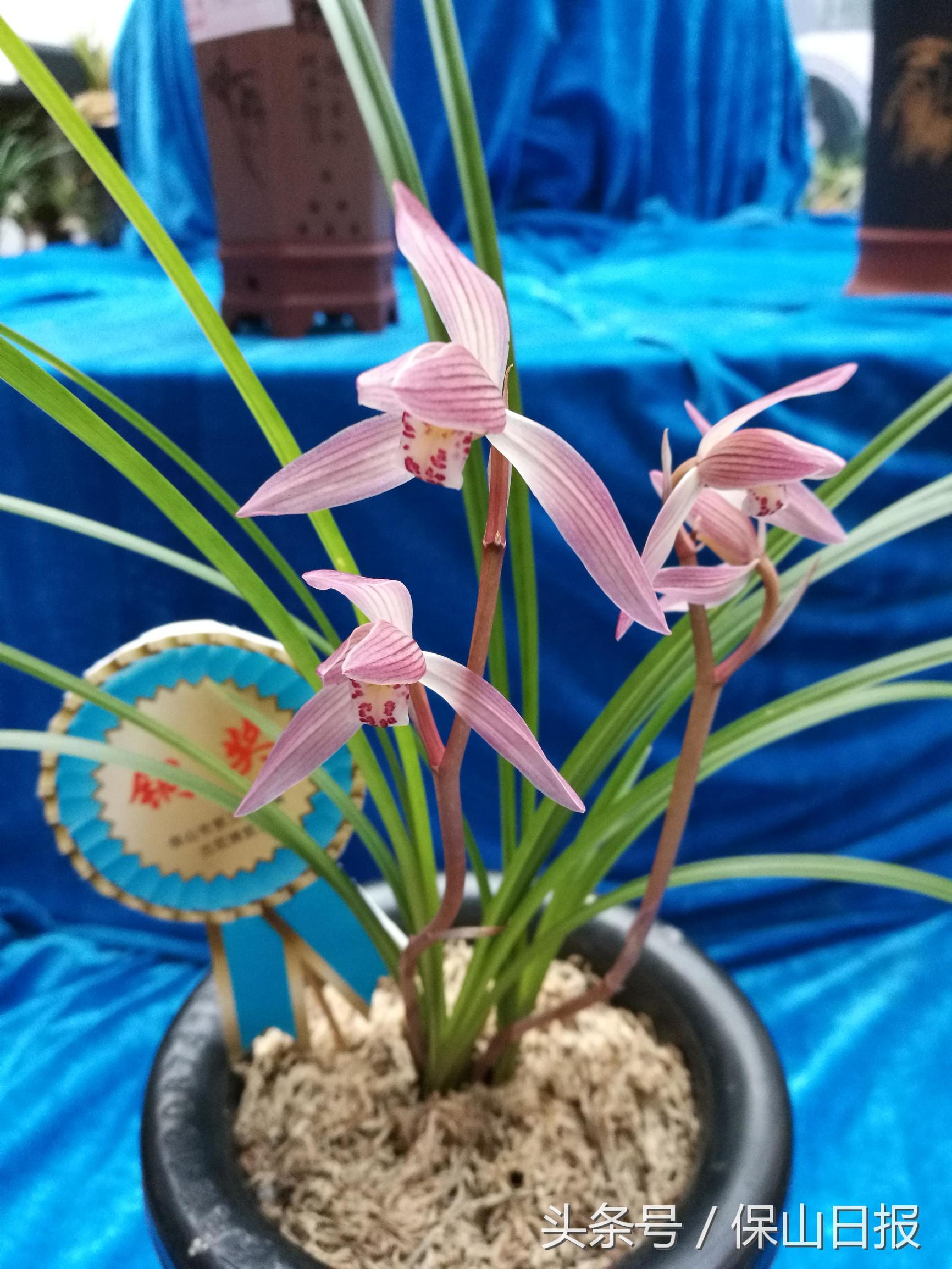 保山兰花展金奖,2019年昆明兰花展金奖兰花