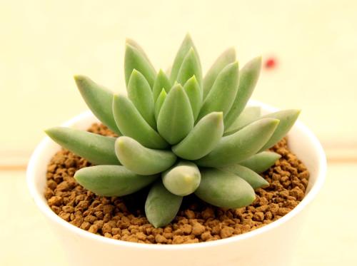 多肉植物蓝鸟吸甲醛吗,能吸甲醛的多肉植物有哪些