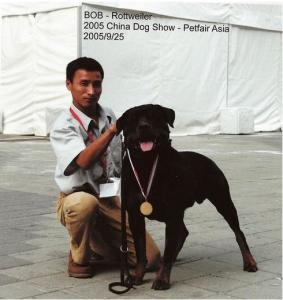 忠心护主不咬人的狗有哪些品种,忠心护主的狗完整视频