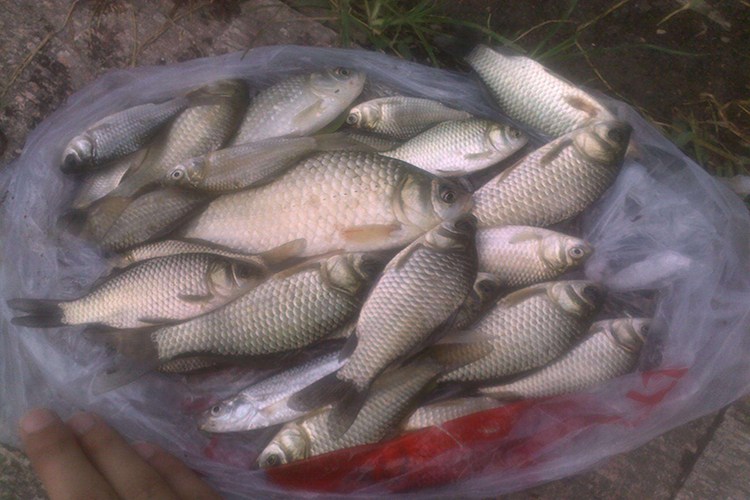 史上爆护的鲫鱼小米窝料制作方法,冬天钓鲫鱼用什么味的窝料最好