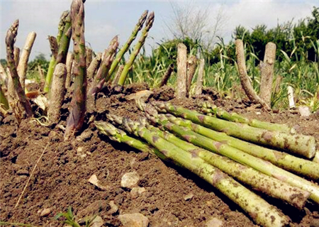 山东芦笋亩产多少斤,山东曹县的芦笋多少一斤