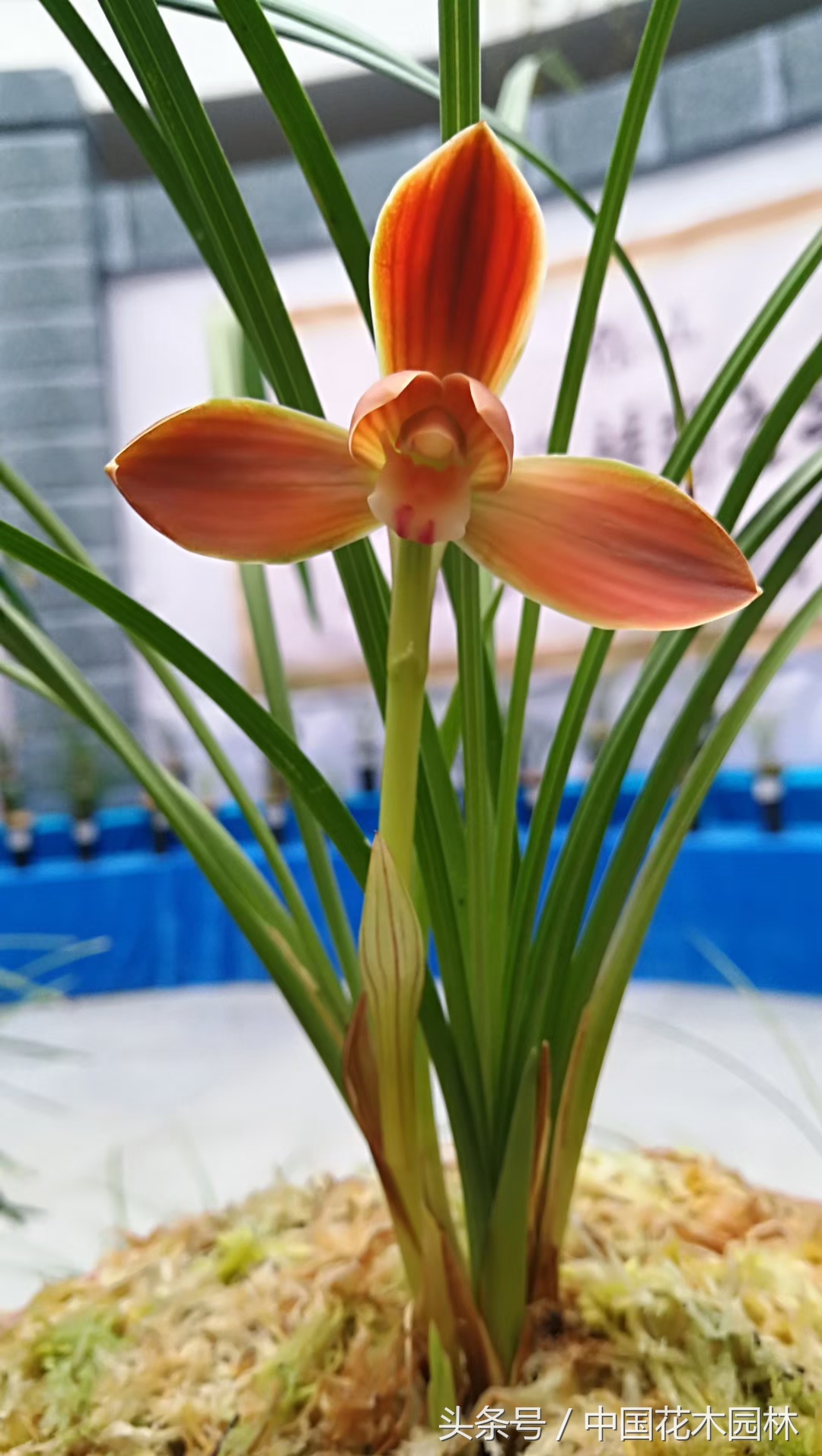 保山兰展获奖兰花图片,保山兰展特金奖兰花图片