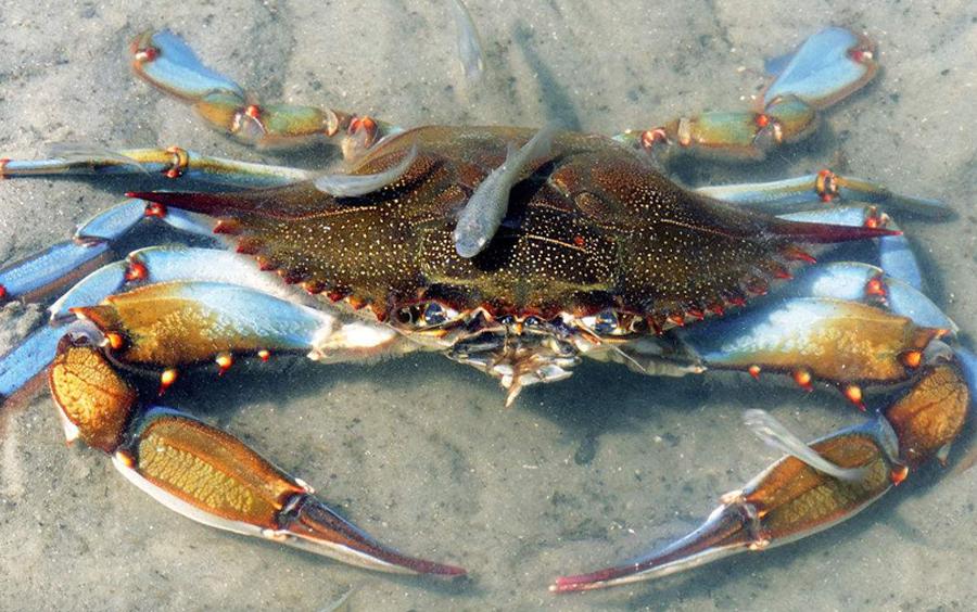 螃蟹冷水下锅还是热水下锅蒸螃蟹,螃蟹冷水下锅还是热水下锅蒸多久