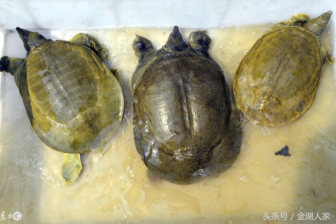 甲鱼养殖技术与经验,甲鱼塘怎么养水