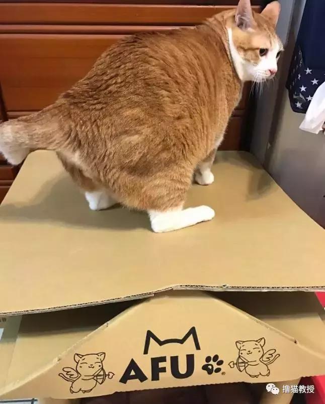 美了！胖猫竟然爱上了敷面膜