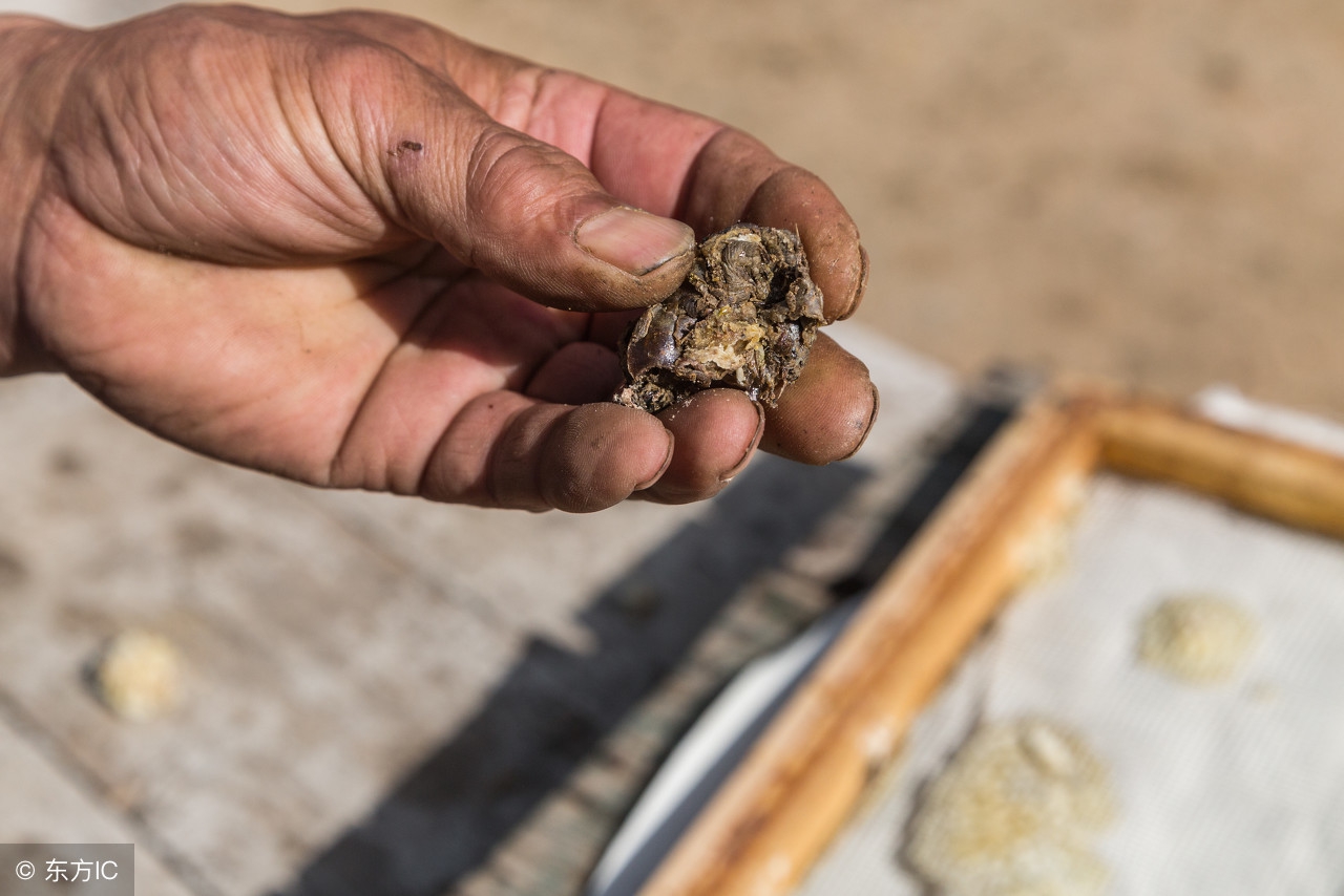 蜜蜂能提供哪些经济产品,所有养的蜜蜂都能生产蜂王浆吗