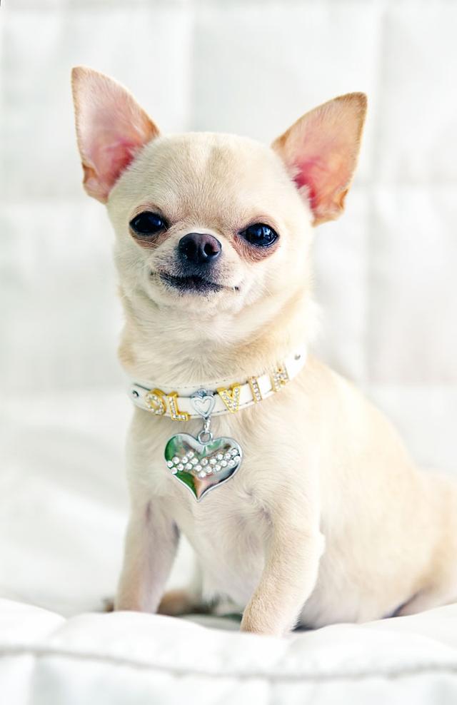 吉娃娃狗好不好养,吉娃娃小狗好养吗