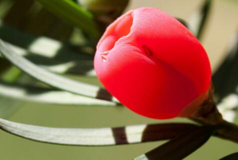 红豆杉盆景现在的行情,红豆杉盆景修剪的正确方法