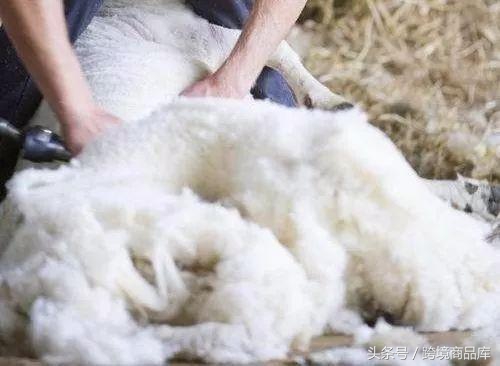 好用澳洲绵羊油,澳洲绵羊油的功效和价格