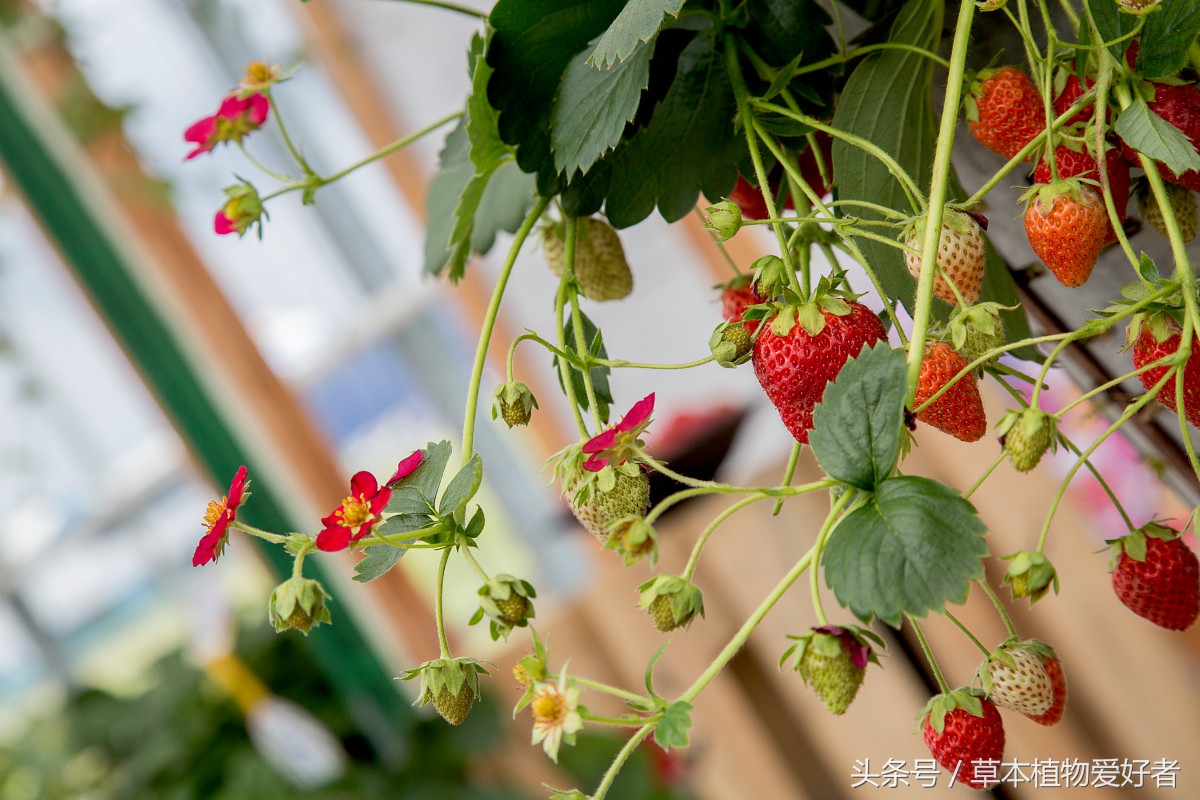 托斯卡纳草莓种植方法,托斯卡纳草莓