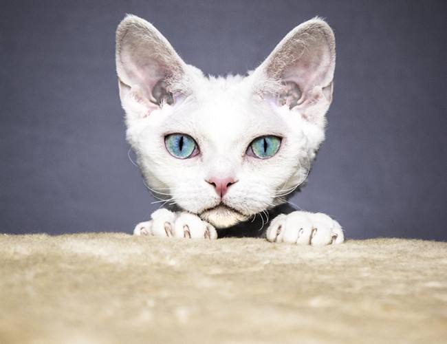 喵星人的3种类型,喵星人类型对照表