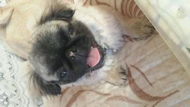 当狗狗在家门口一有人就乱叫,当狗狗害怕一件东西都有什么表现