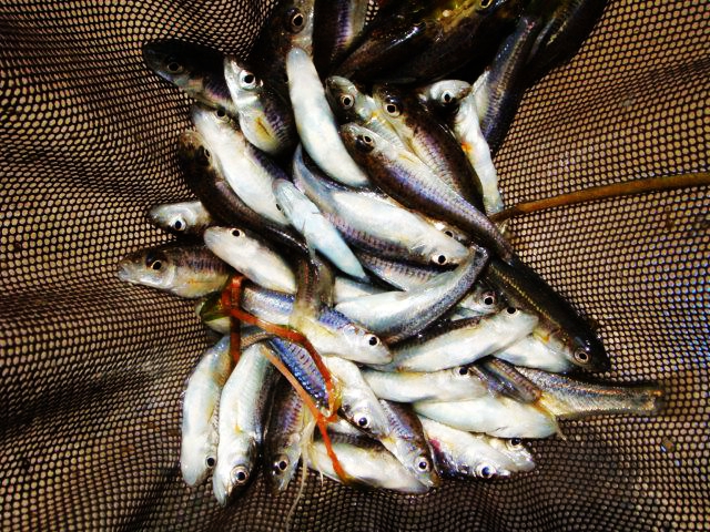 野钓意境图,意境泛舟钓鱼图