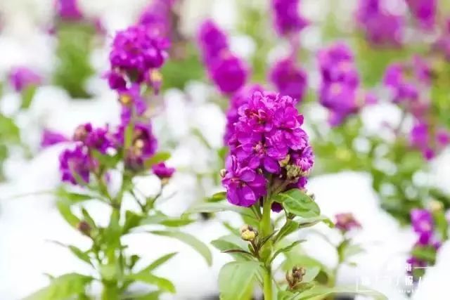 上海17号线到东方明珠,上海17号线东方绿舟