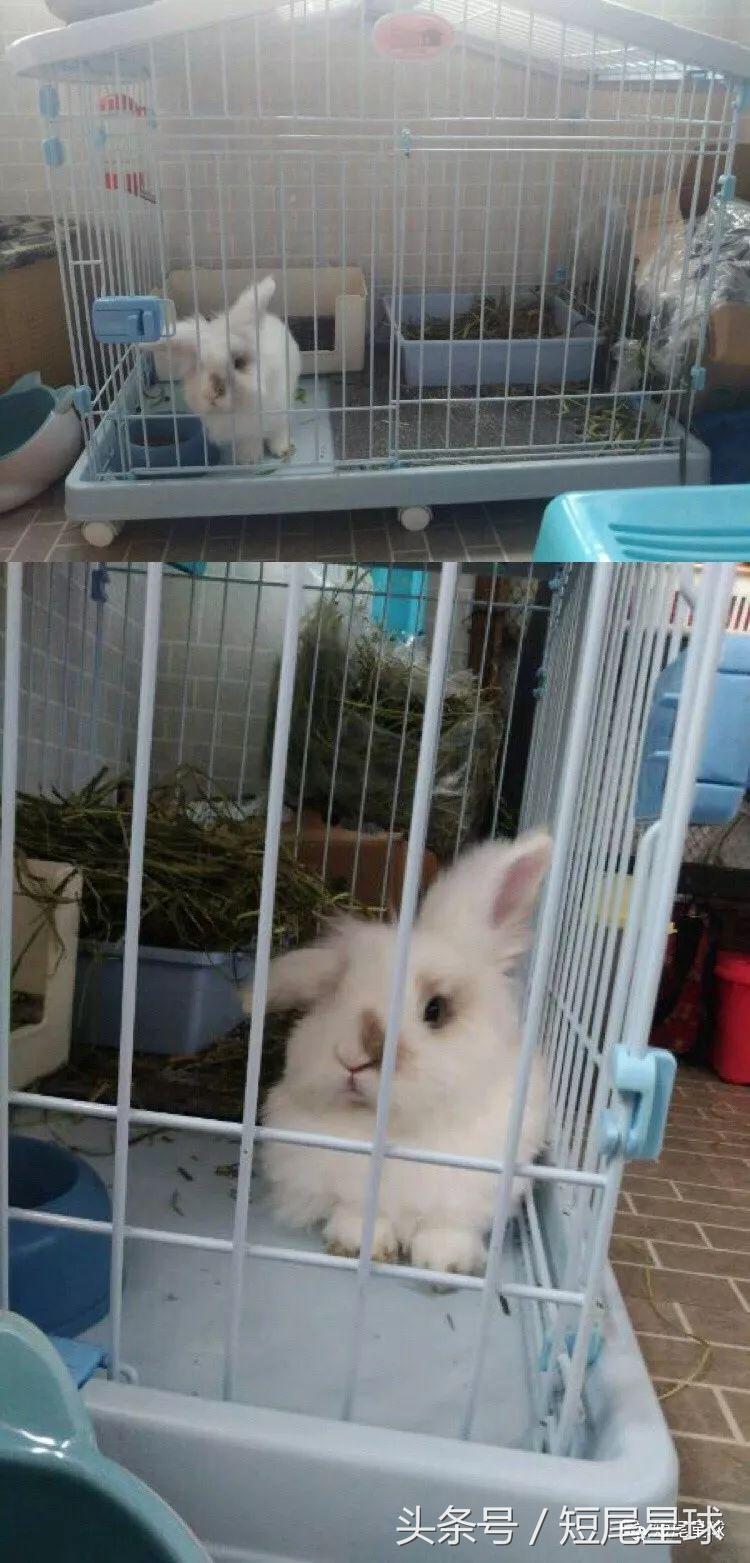 兔兔需要买多大的兔笼,兔兔的专用兔笼