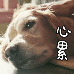 香港买的鞋是不是假货,广州人去香港购物