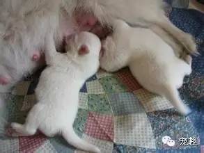 健康|狗妈妈生宝宝～产前、产后护理指导