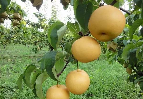 正宗清远连州水晶梨,广东清远连州的水晶梨