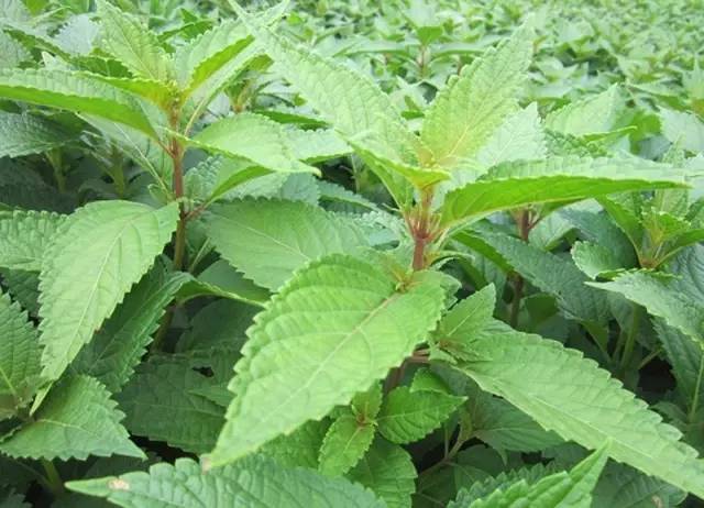 正宗清远连州水晶梨,广东清远连州的水晶梨