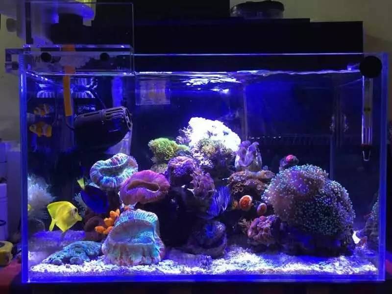 给我一个小缸，我要塞满整片海洋~