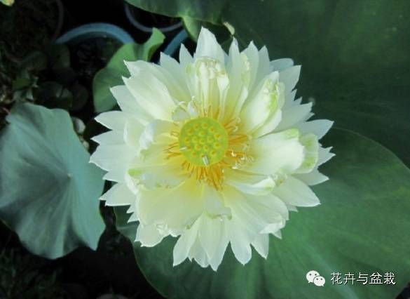 睡莲荷花碗莲水培植物,睡莲荷花的养殖方法和技巧