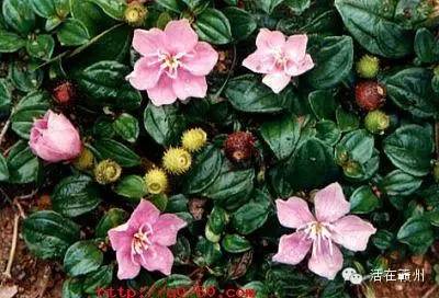 摇啊摇，摇啊摇，摇不到童年的桥，这些美食你还记得吗？