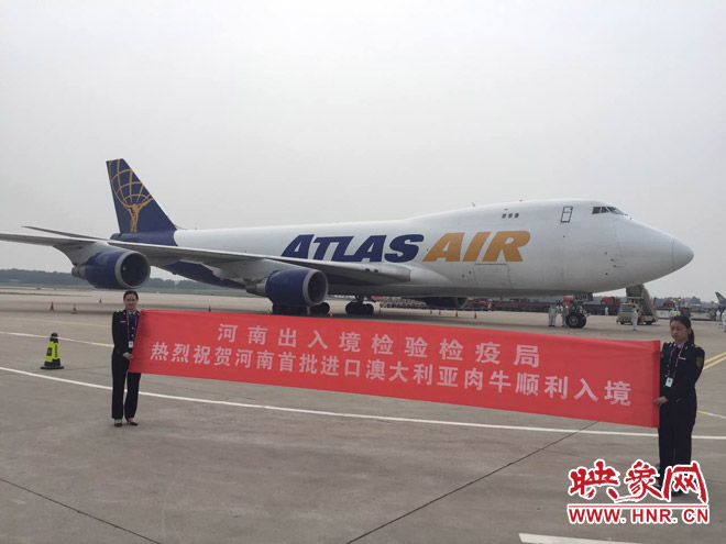 澳洲进口肉牛出售,中国进口澳洲安格斯牛1头80万