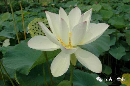 碗莲睡莲荷花种子区别,碗莲荷花睡莲图片