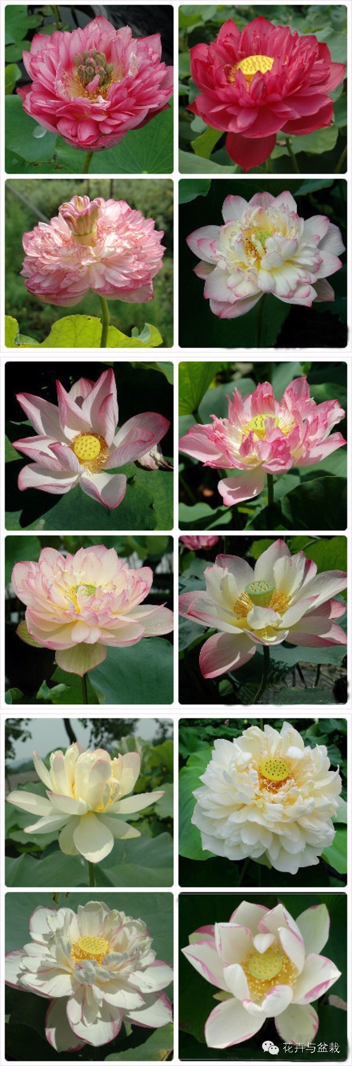 睡莲荷花碗莲水培植物,睡莲荷花的养殖方法和技巧