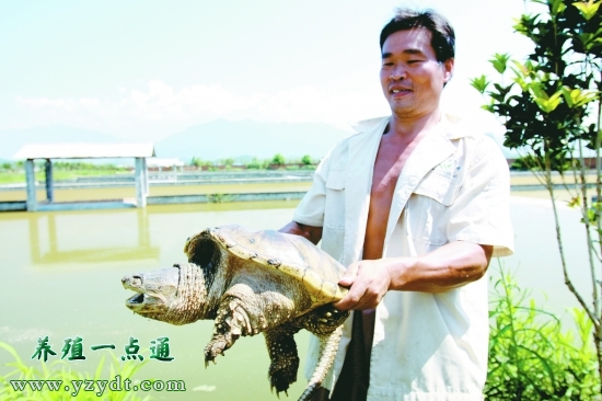 鳄龟防治什么病害,鳄龟如何预防疾病