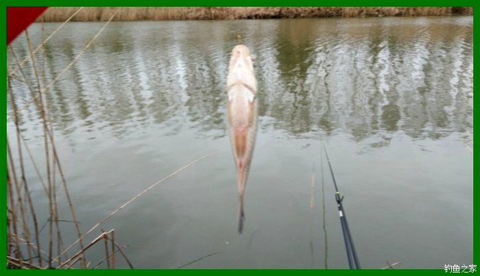 大鲫鱼大鱼,大鲫鱼大鲤鱼