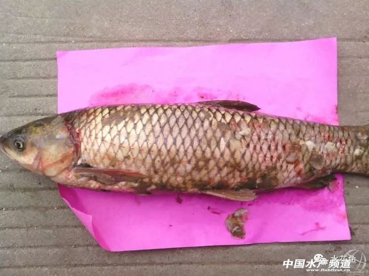 鱼病发病期,治疗鱼病的药物