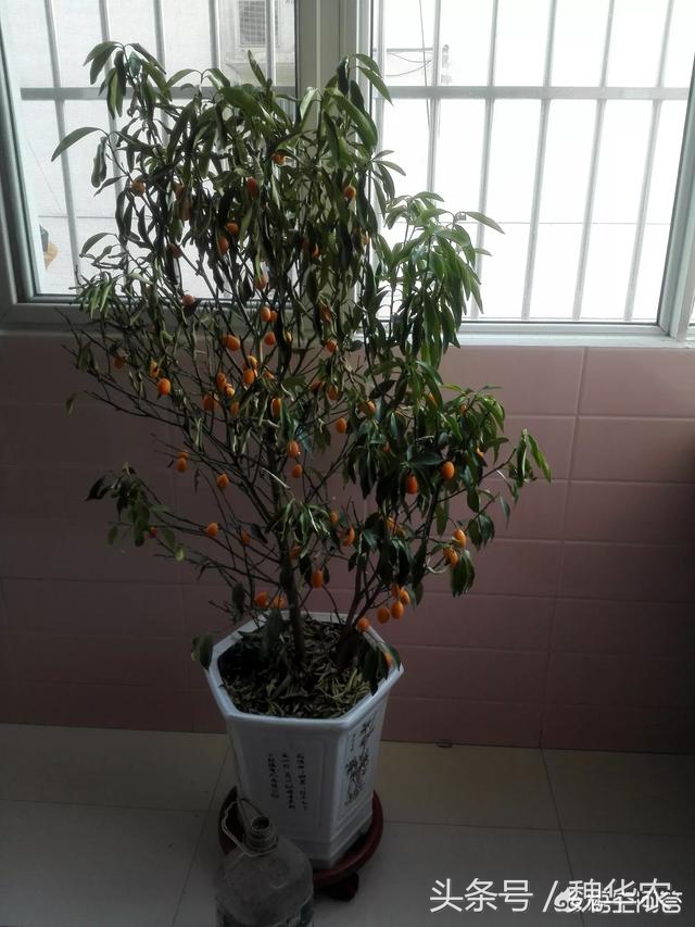 冬天橘子树叶黄了怎么补救,盆栽橘子树叶子发黄枯萎怎么办
