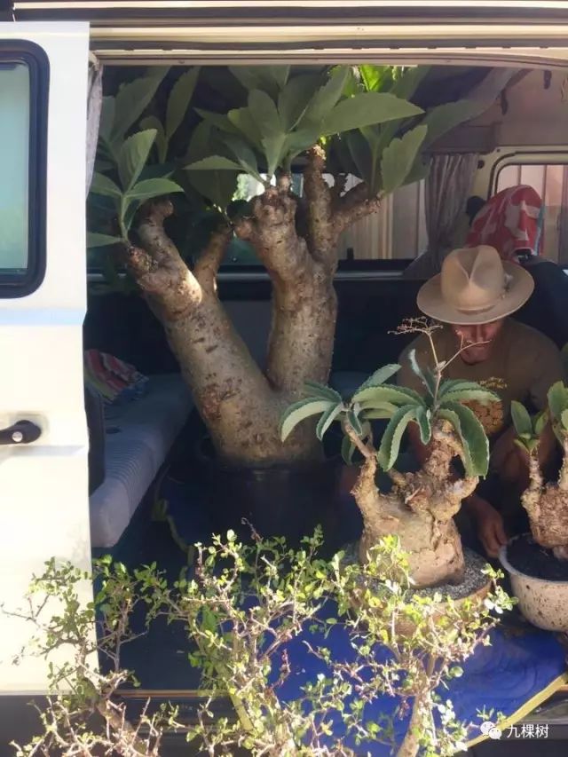 多肉万象最贵的品种,玉露多肉最贵多少钱一棵