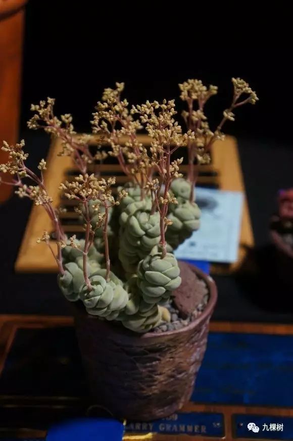 十大最贵玉露多肉品种,多肉最贵的品种有哪些