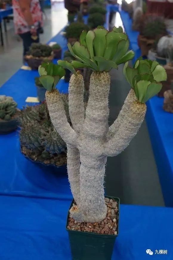 十大最贵玉露多肉品种,多肉最贵的品种有哪些