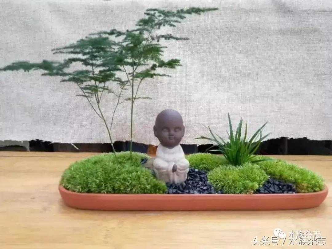 水陆雨林造景价格,水陆雨林造景之苔藓篇