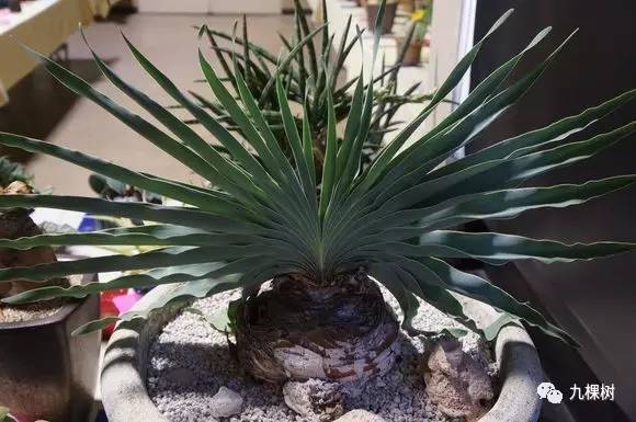 十大最贵玉露多肉品种,多肉最贵的品种有哪些