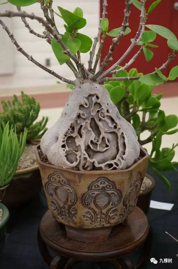 十大最贵玉露多肉品种,多肉最贵的品种有哪些