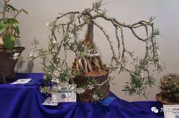 多肉万象最贵的品种,玉露多肉最贵多少钱一棵