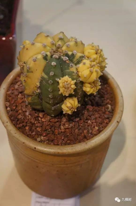 多肉万象最贵的品种,玉露多肉最贵多少钱一棵