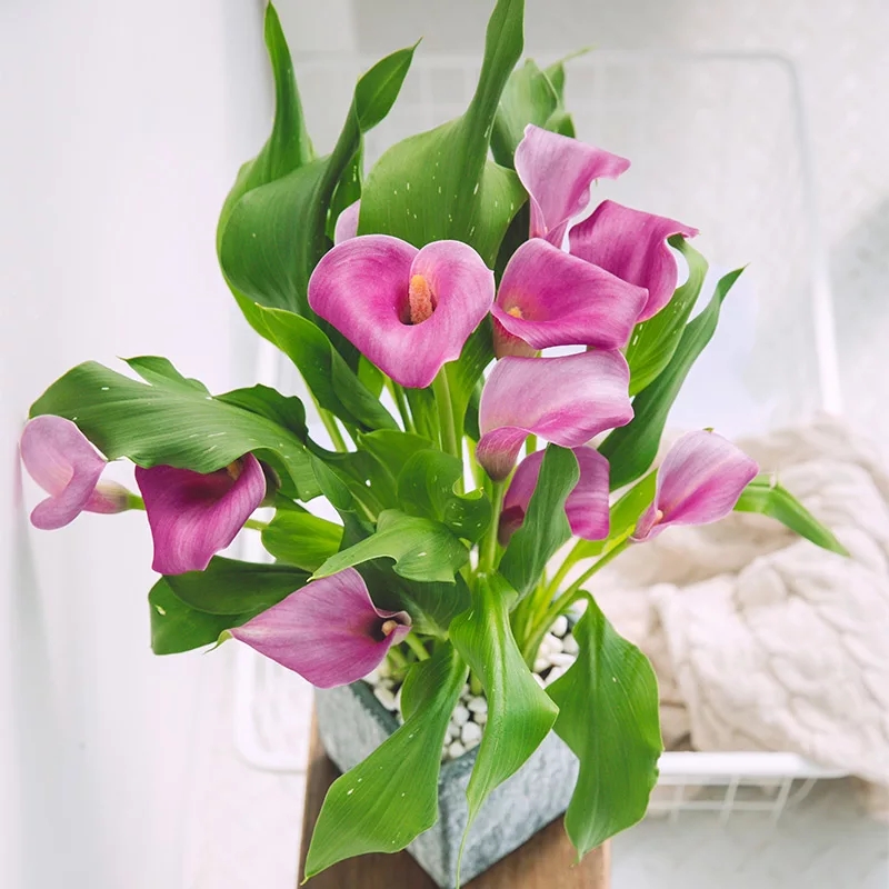 马蹄莲花盆景欣赏,马蹄莲造型图片大全