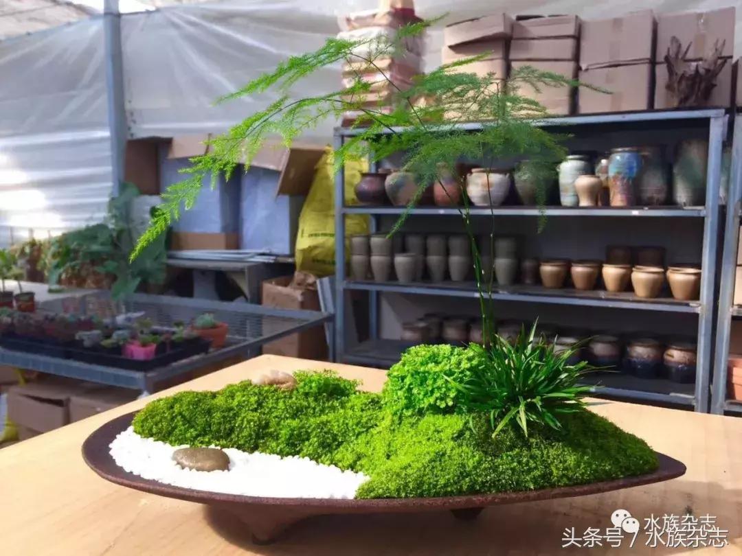 水陆雨林造景价格,水陆雨林造景之苔藓篇