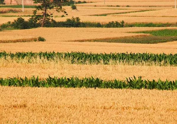 一亩地有回报吗,一亩地收益上万