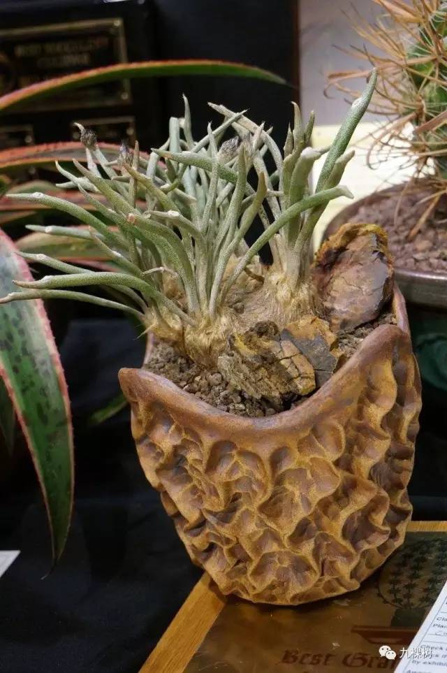 多肉万象最贵的品种,玉露多肉最贵多少钱一棵